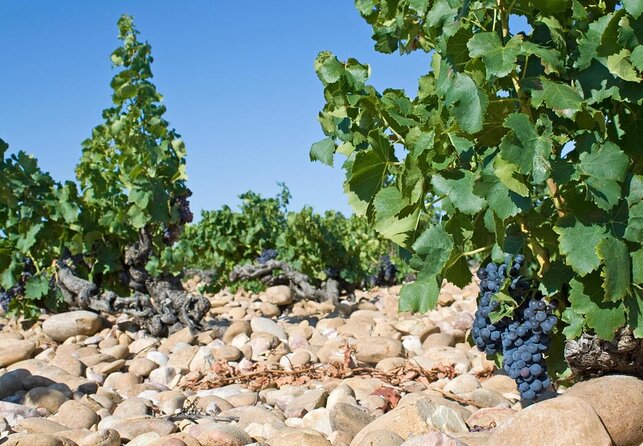 Wines from Châteauneuf-du-Pape and surrounding areas in 1/2 day - Three appellations in one half-day