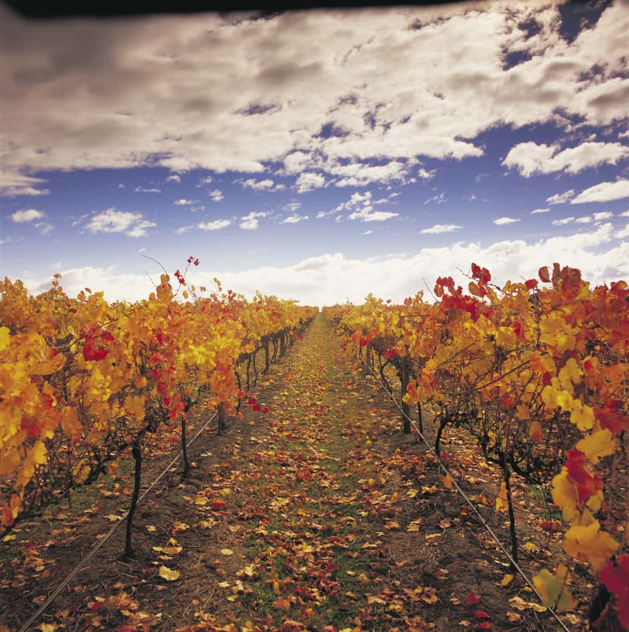 Yarra Valley: Winery Tour with Lunch at Yering Station - Yering Station combines local history, art, and lunch